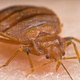 Illustration for article titled Researchers decode the chemical signals of bed bugs in real time